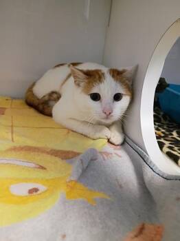 Domestic Short Hair Cats Available for Adoption - Sammy | PetCurious