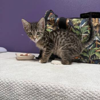 Bella -  Domestic Short Hair Cat for Adoption in Englewood, Florida - Bella | PetCurious