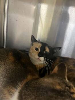 Tabitha -  Tortoiseshell Cat for Adoption in Austin, Minnesota - Tabitha | PetCurious