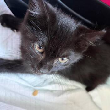 Astrid -  Domestic Short Hair Cat for Adoption in New York, New York - Astrid | PetCurious