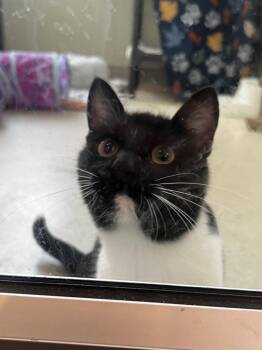 Domestic Short Hair Cats Available for Adoption - Ramona | PetCurious