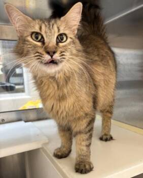 Domestic Long Hair and Domestic Short Hair Cats Available for Adoption in Westland, Michigan - Madonna | PetCurious