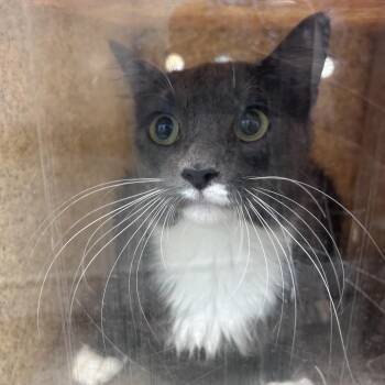 Oreo Milkshake -  Domestic Short Hair Cat for Adoption in Philadelphia, Pennsylvania - Oreo Milkshake | PetCurious