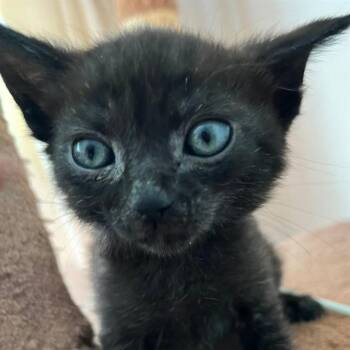 PIXY STICK -  Domestic Short Hair Cat for Adoption in Auburn, California - PIXY STICK | PetCurious