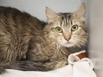 Domestic Long Hair Cats Available for Adoption in Phoenix, Arizona - MOUSE | PetCurious