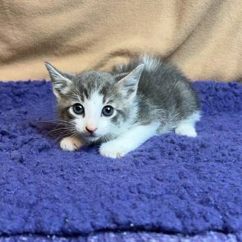 Denver -  Domestic Short Hair Cat for Adoption in San Antonio, Texas - Denver | PetCurious