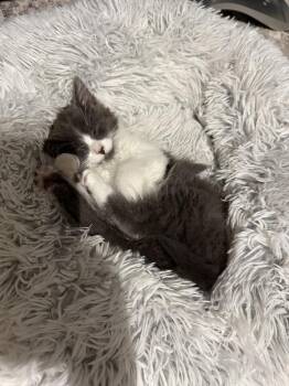 Wilma -  Domestic Long Hair Cat for Adoption - Wilma | PetCurious