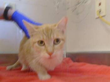 Domestic Short Hair Cats Available for Adoption in Sacramento, California - LYSA | PetCurious