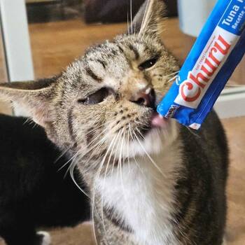 American Shorthair Cats Available for Adoption in Clarksville, Arkansas - Kenda | PetCurious