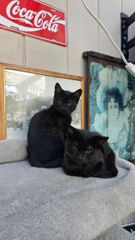 Domestic Short Hair Cats Available for Adoption in Walnut Creek, California - RAVEN | PetCurious