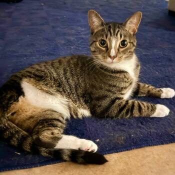 Tres -  Domestic Short Hair Cat for Adoption in Lynchburg, Virginia - Tres | PetCurious