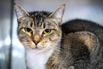 Domestic Short Hair Cats Available for Adoption in Monroe, Georgia - Noah | PetCurious