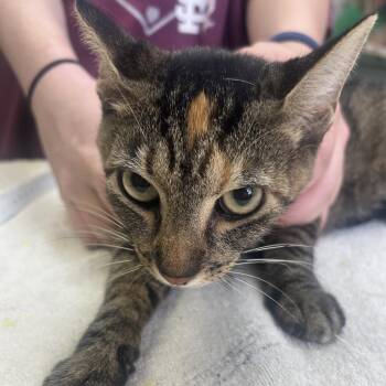 Sarah -  Domestic Short Hair Cat for Adoption in West Point, Mississippi - Sarah | PetCurious