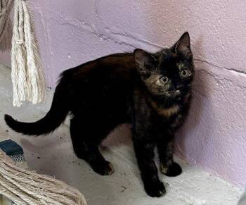 Amber -  Domestic Short Hair and Tortoiseshell Cat for Adoption in Sistersville, West Virginia - Amber | PetCurious