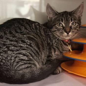 Stekoa -  Domestic Short Hair Cat for Adoption in Port Washington, New York - Stekoa | PetCurious