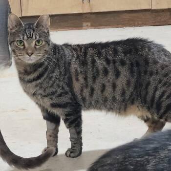 Pimento -  Domestic Short Hair Cat Available for Adoption in Traverse City, Michigan - Pimento | PetCurious