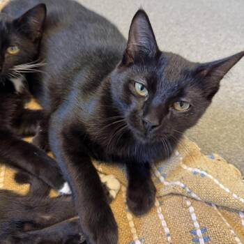 Burnt Oven Bits -  Domestic Short Hair Cat for Adoption in Carencro, Louisiana - Burnt Oven Bits | PetCurious