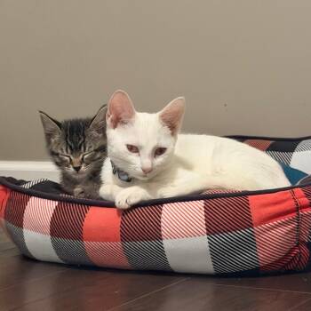 Brona Croft -  Domestic Short Hair Cat for Adoption in Chaska, Minnesota - Brona Croft | PetCurious