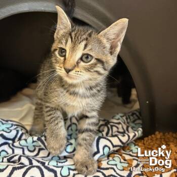 Guinea -  Domestic Short Hair Cat for Adoption in Washington, District Of Columbia - Guinea | PetCurious
