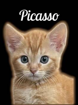 Picasso -  Domestic Short Hair Cat for Adoption in Auburn, California - Picasso | PetCurious