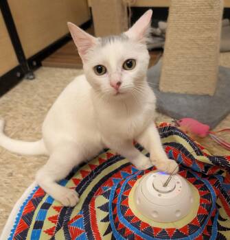 MOUSSE -  Domestic Short Hair Cat for Adoption in Elgin, South Carolina - MOUSSE | PetCurious