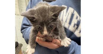 Rescue Domestic Short Hair Cats for Adoption in Marietta, Georgia - Evermore | PetCurious