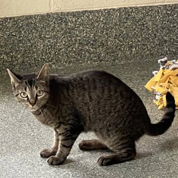 Domestic Short Hair Cats Available for Adoption in Methuen, Massachusetts - MISSY | PetCurious