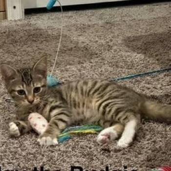 Budgy the Budgie -  Domestic Short Hair Cat for Adoption in Fredericksburg, Virginia - Budgy The Budgie | PetCurious