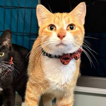 Rescue Domestic Short Hair Cats for Adoption in Mullica, New Jersey - Sponge Bob | PetCurious