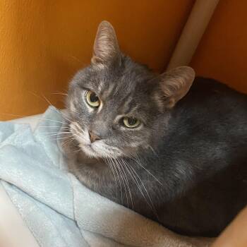 Domestic Short Hair Cats Available for Adoption in Elyria, Ohio - Kiki | PetCurious