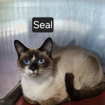 Seal -  Domestic Short Hair Cat for Adoption in Snow Hill, North Carolina - Seal | PetCurious