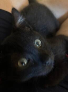 Barney -  Domestic Short Hair Cat for Adoption - Barney | PetCurious