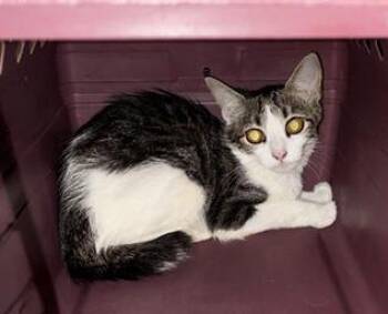 Yam -  Domestic Short Hair Cat for Adoption in Nashville, Tennessee - Yam | PetCurious