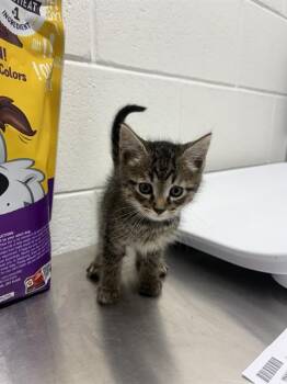 PAYTON -  Domestic Short Hair Cat for Adoption - PAYTON | PetCurious