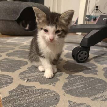 Domestic Short Hair Cats Available for Adoption in Rochester Hills, Michigan - Mindy | PetCurious