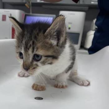 Holly -  Domestic Short Hair Cat for Adoption in Port Charlotte, Florida - Holly | PetCurious