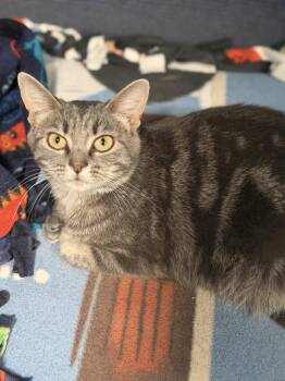 Ivy (in foster) -  Domestic Short Hair Cat for Adoption in Alexandria, Virginia - Ivy (in Foster) | PetCurious