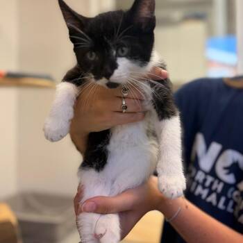 Camper -  Domestic Short Hair Cat for Adoption in Morristown, Vermont - Camper | PetCurious