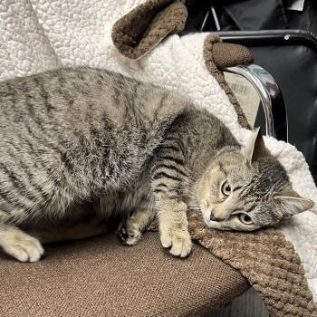 Domestic Short Hair Cats Available for Adoption in Abbotsford, British Columbia - Pony | PetCurious