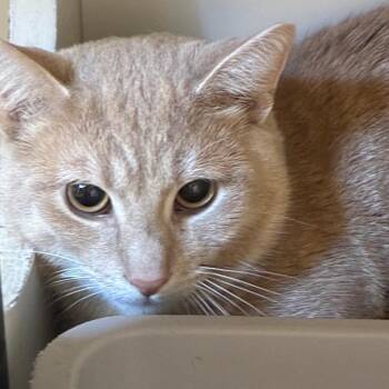 Domestic Short Hair Cats Available for Adoption in Uniontown, Pennsylvania - Phillip | PetCurious
