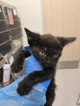 Lollies -  Domestic Short Hair Cat for Adoption in Roseville, California - Lollies | PetCurious