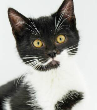 Rescue Siberian and Tuxedo Cats for Adoption in Bedford Hills, New York - Kit Is Kitty Spectacular - GOOFY TUXIE ANGEL!  Can Go Solo Too! | PetCurious