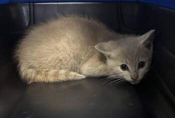 Domestic Short Hair Cats Available for Adoption in St. Helens, Oregon - Butterscotch | PetCurious