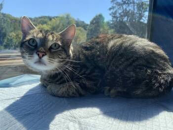 Rescue Domestic Short Hair Cats for Adoption in Westminster, Maryland - HUNTER | PetCurious