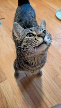 Tigress -  Domestic Short Hair Cat for Adoption in Wheaton, Illinois - Tigress | PetCurious