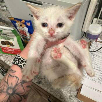 Chandler -  Siamese and Domestic Short Hair Cat Available for Adoption in Madison, Wisconsin - Chandler | PetCurious