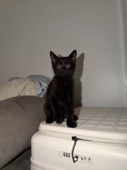 Pepper -  Domestic Short Hair Cat for Adoption in Broomall, Pennsylvania - Pepper | PetCurious