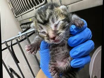 Rescue Domestic Short Hair Cats for Adoption in San Bernardino, California - A585589 | PetCurious