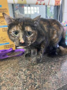 Domestic Long Hair Cats Available for Adoption - C065-26 Lulu | PetCurious