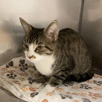 Miss Pepper -  Domestic Short Hair Cat for Adoption in Monroe, Louisiana - Miss Pepper | PetCurious